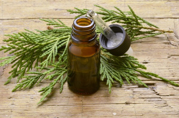ACEITE ESENCIAL DE CIPRES